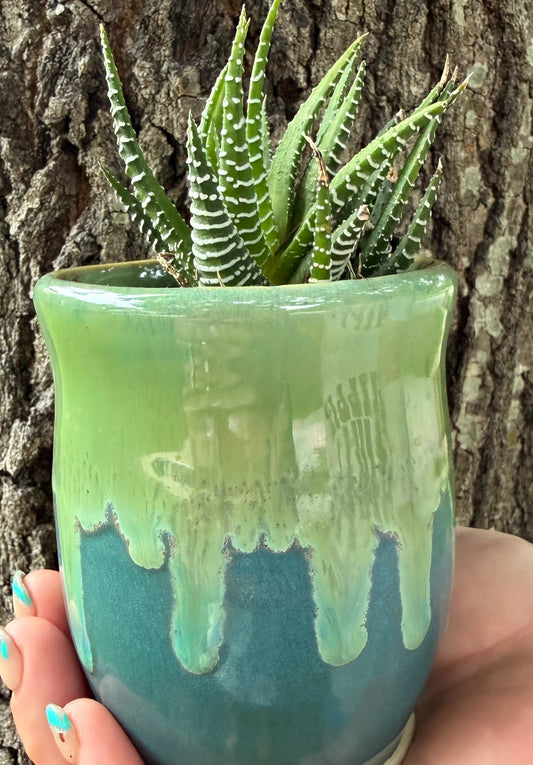 Succulent planter, handmade, wheel thrown, comes with succulent.