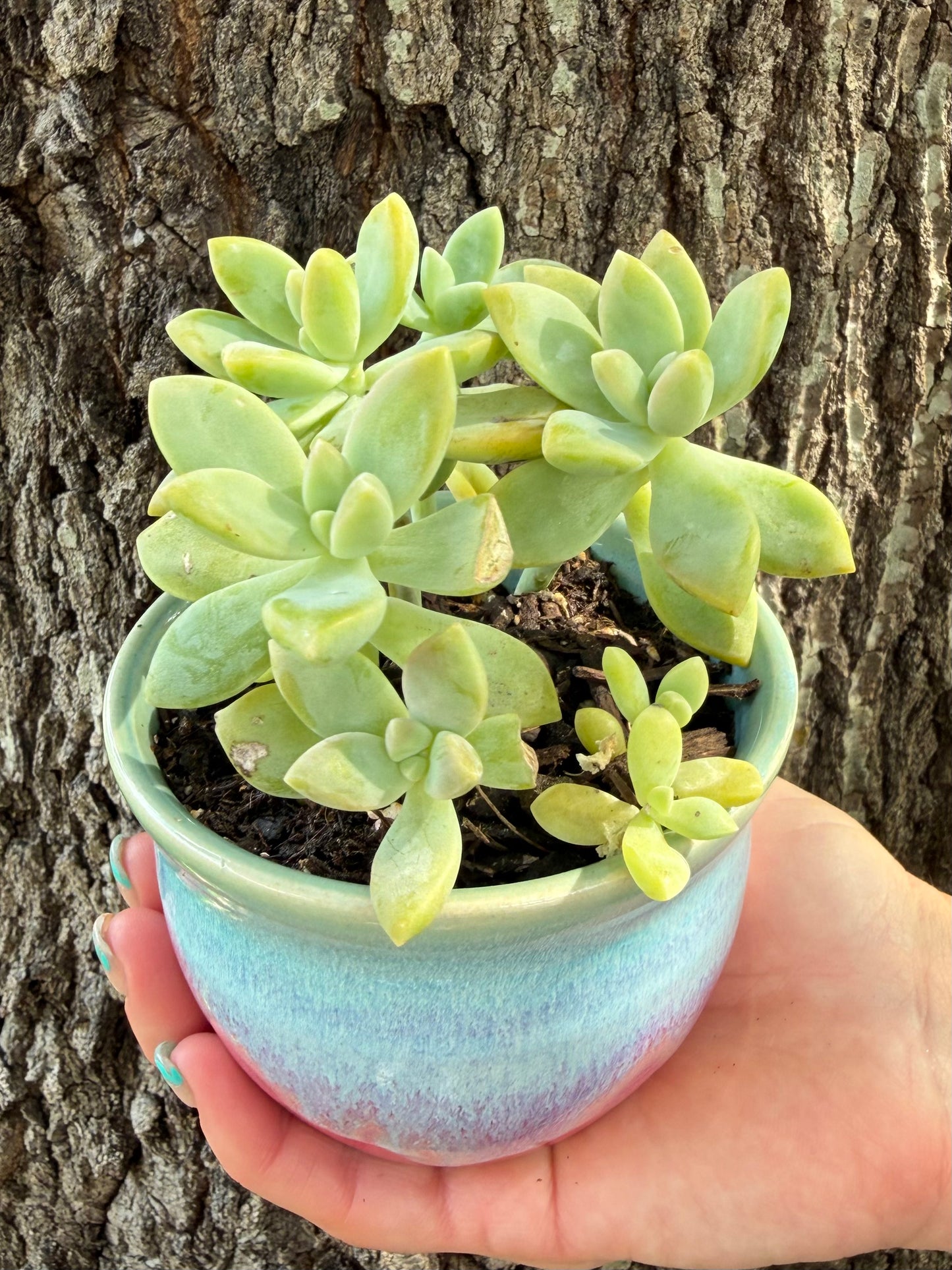 Handmade, Wheel Thrown Ceramic Succulent Planter (plant included)