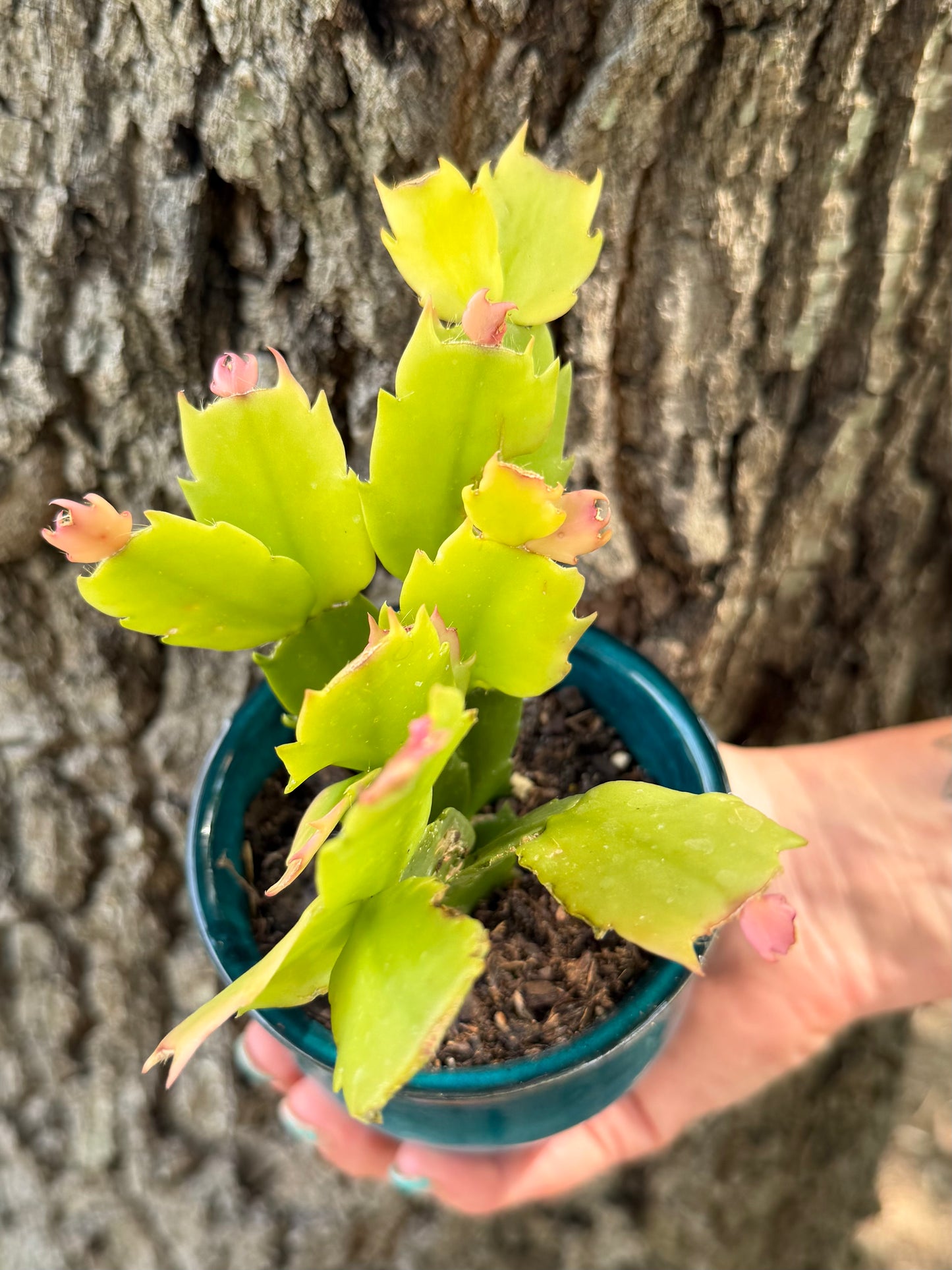 Handmade, Wheel Thrown Ceramic Succulent Planter (plant *Christmas Cactus-included)