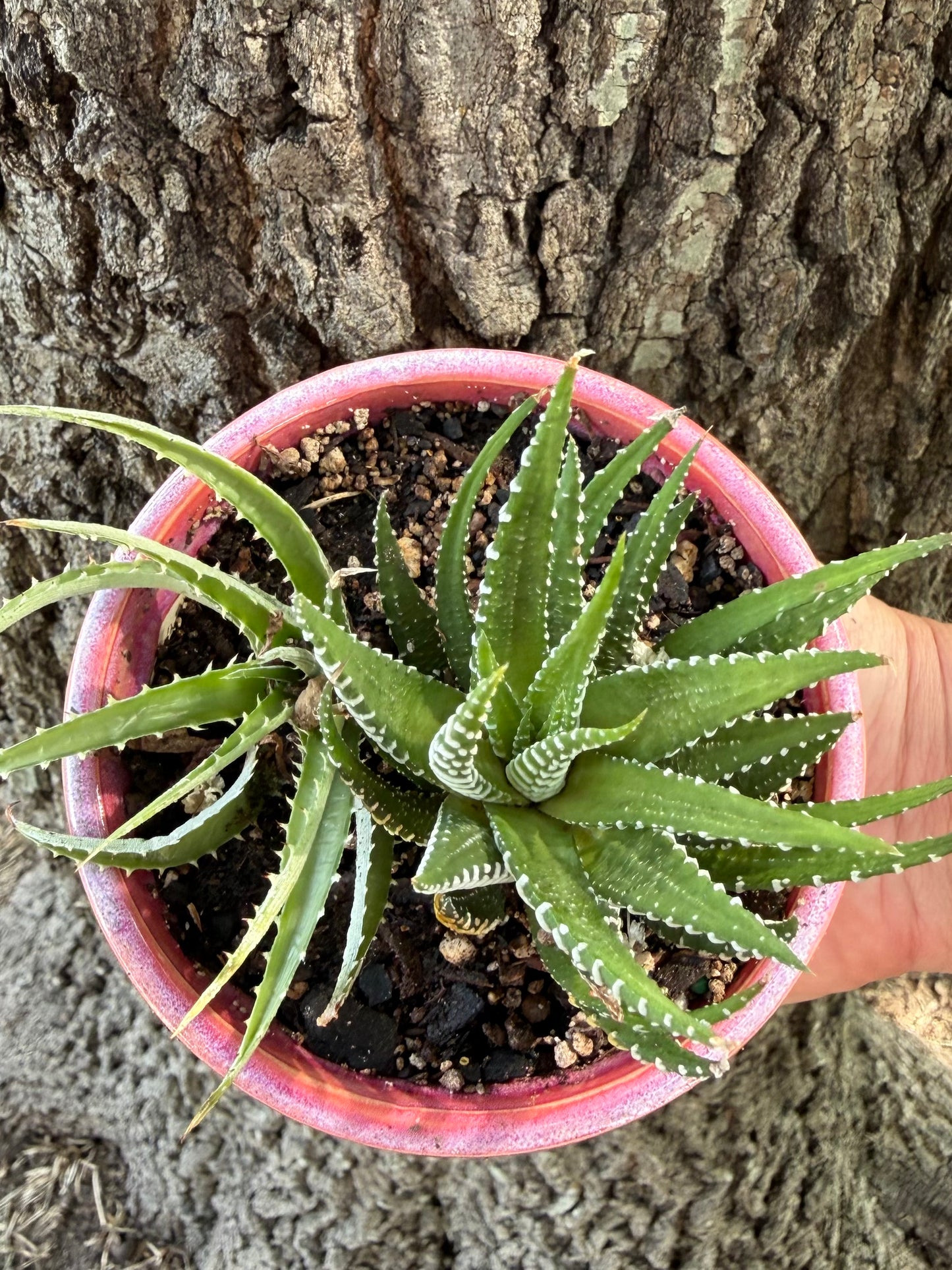 Handmade, Wheel Thrown Ceramic Succulent Planter (plant included)