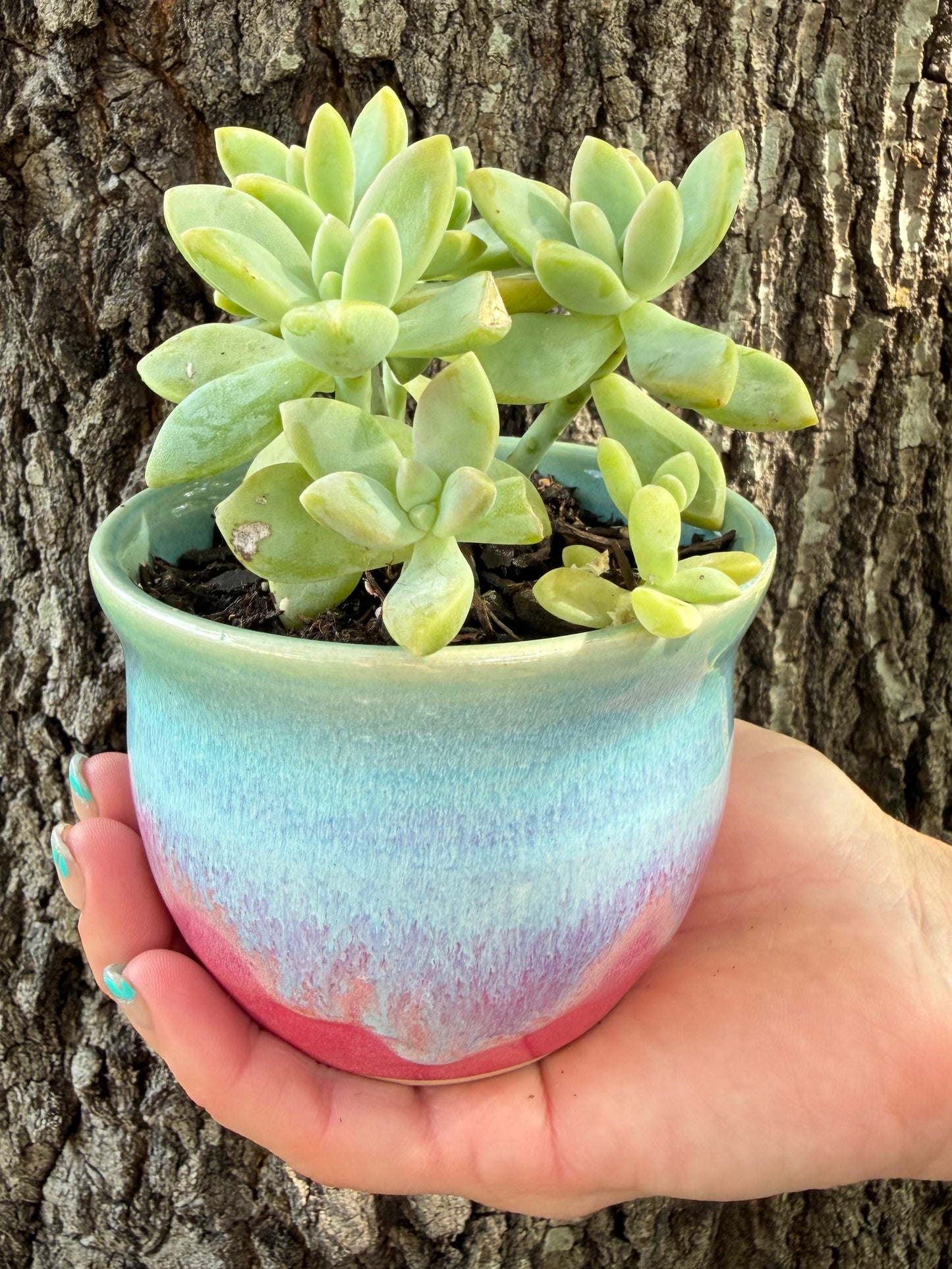 Handmade, Wheel Thrown Ceramic Succulent Planter (plant included)