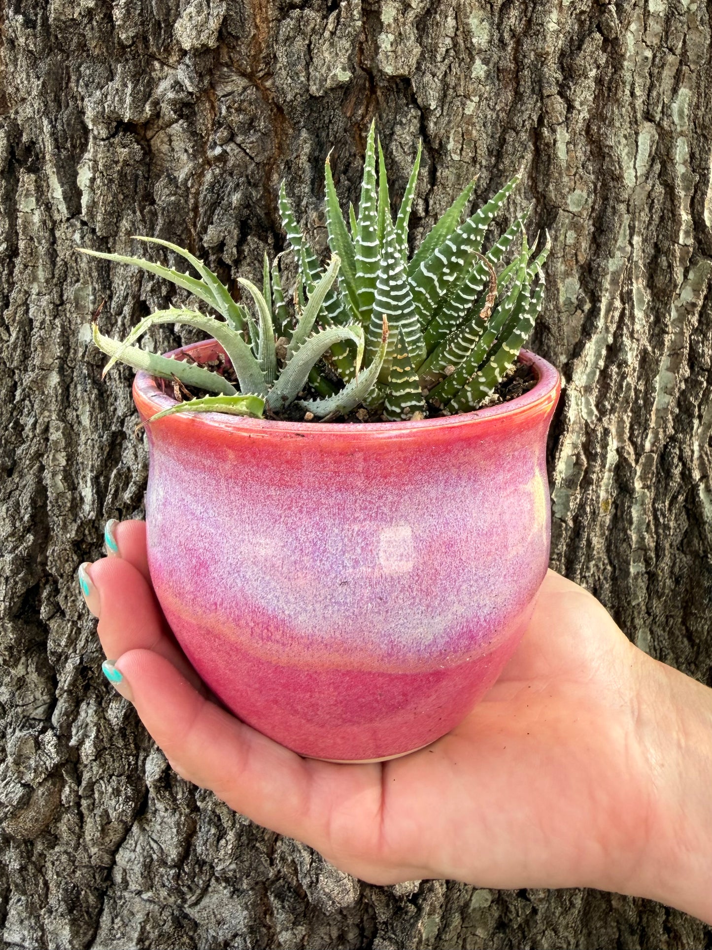 Handmade, Wheel Thrown Ceramic Succulent Planter (plant included)