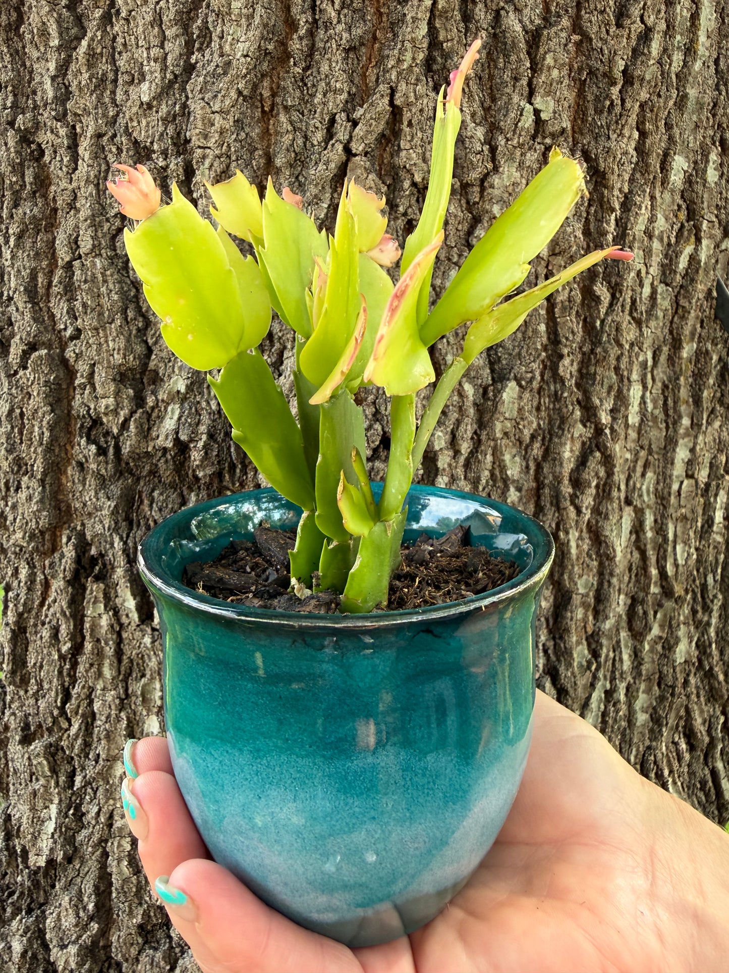 Handmade, Wheel Thrown Ceramic Succulent Planter (plant *Christmas Cactus-included)